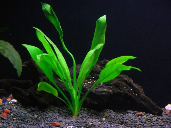 Echinodorus Bleheri