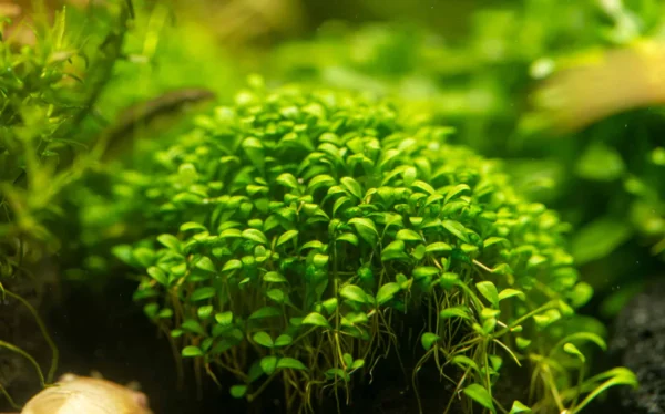 Glossostigma Elantionoides