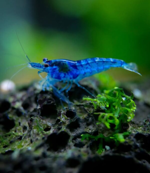 Aura Blue Shrimp