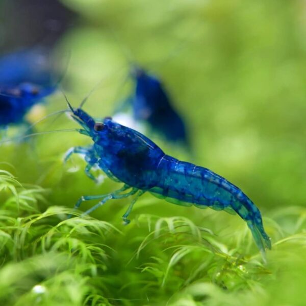 Aura Blue Shrimp - Image 3