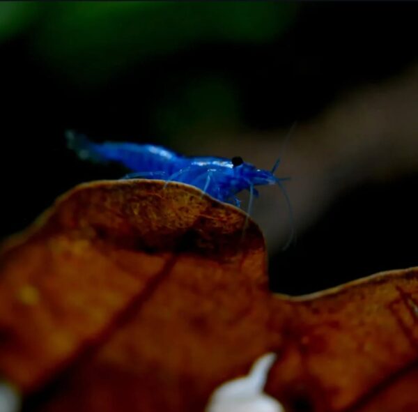 Aura Blue Shrimp - Image 4