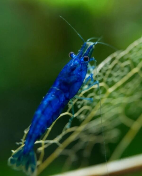 Aura Blue Shrimp - Image 2