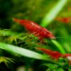 Bloody Marry Red Shrimp - Image 6