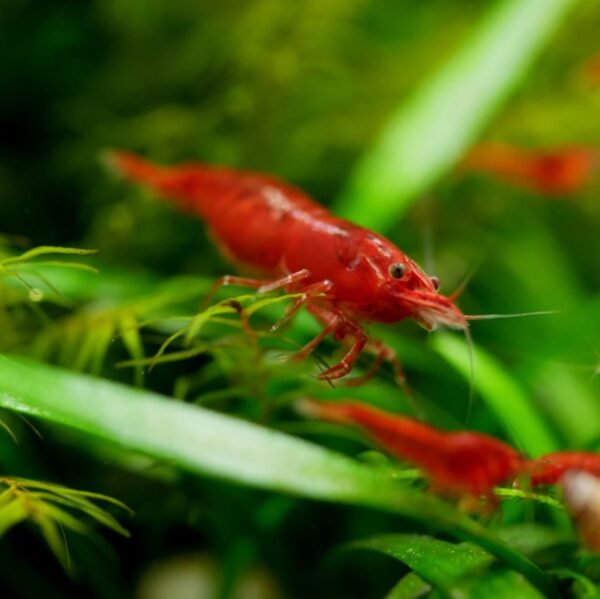 Bloody Marry Red Shrimp - Image 6
