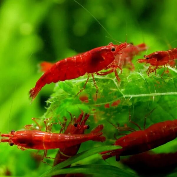 Bloody Marry Red Shrimp - Image 2