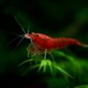 Bloody Marry Red Shrimp