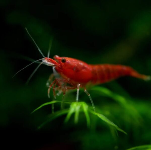 Bloody Marry Red Shrimp