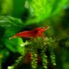 Bloody Marry Red Shrimp - Image 5