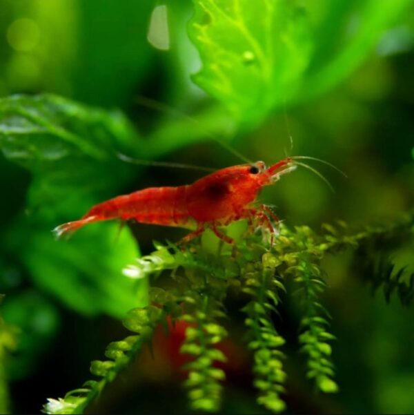Bloody Marry Red Shrimp - Image 5