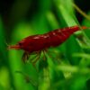 Bloody Marry Red Shrimp - Image 3