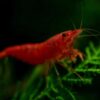 Bloody Marry Red Shrimp - Image 4