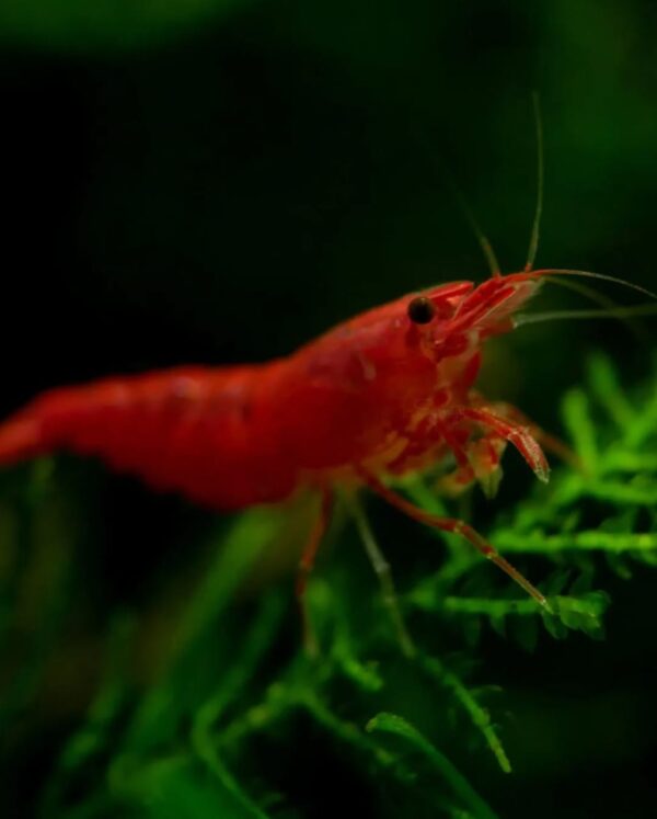 Bloody Marry Red Shrimp - Image 4