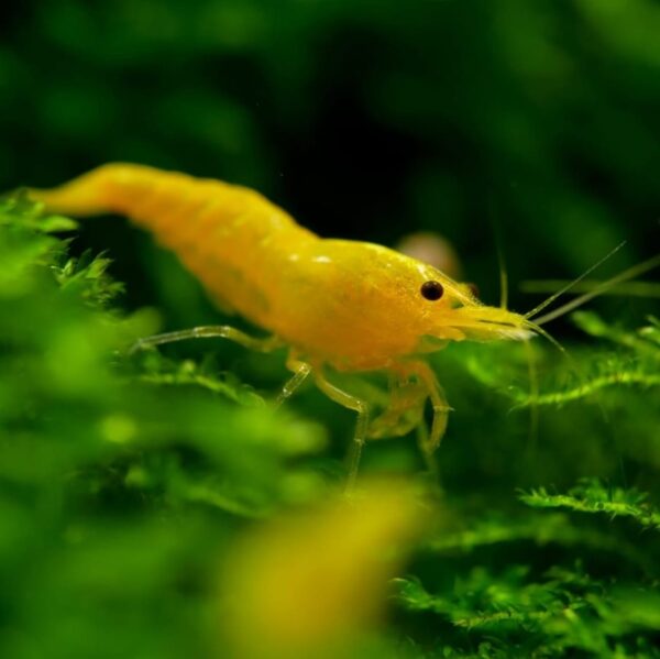 Yellow Shrimp - Image 2