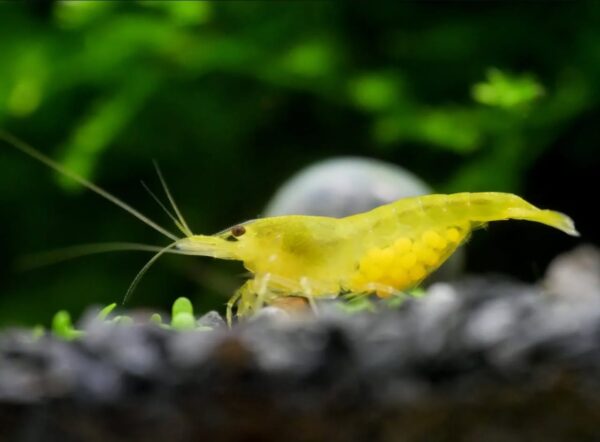 Yellow Shrimp