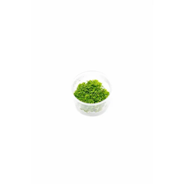 Hydrocotyle tripartita