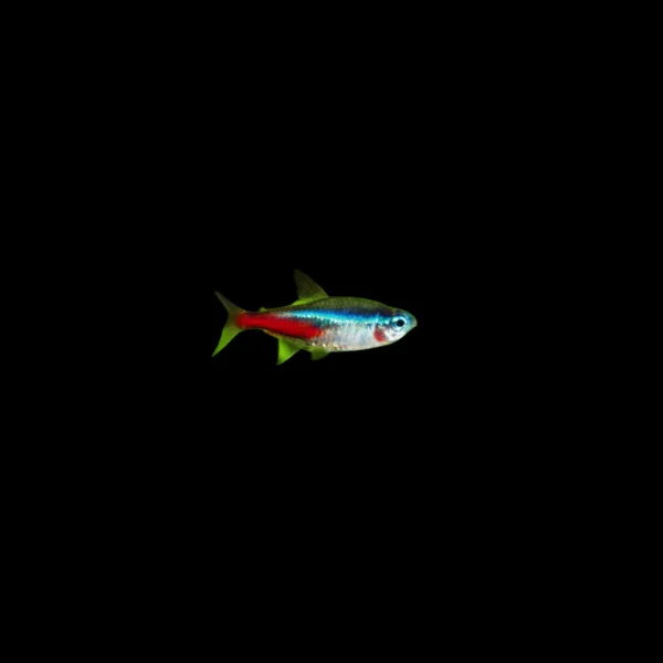 Neon Tetra - Image 2