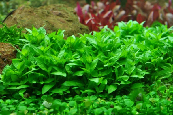 Staurogyne repens