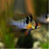German Blue Ramirezi - Each - Image 2