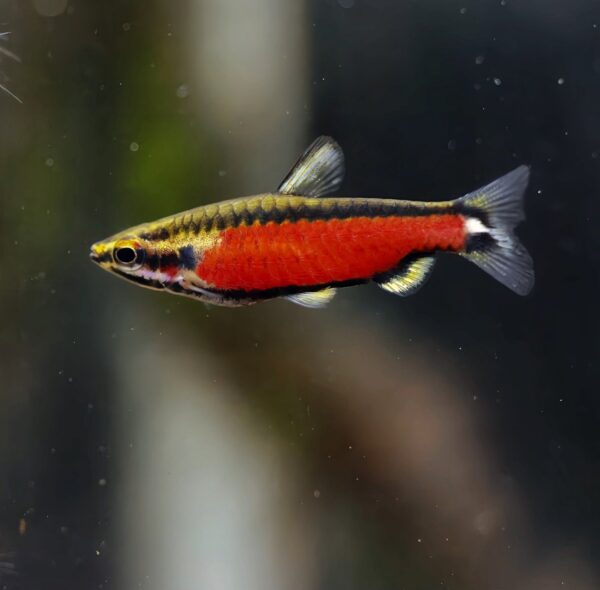 nannostomus red pencil - Image 3