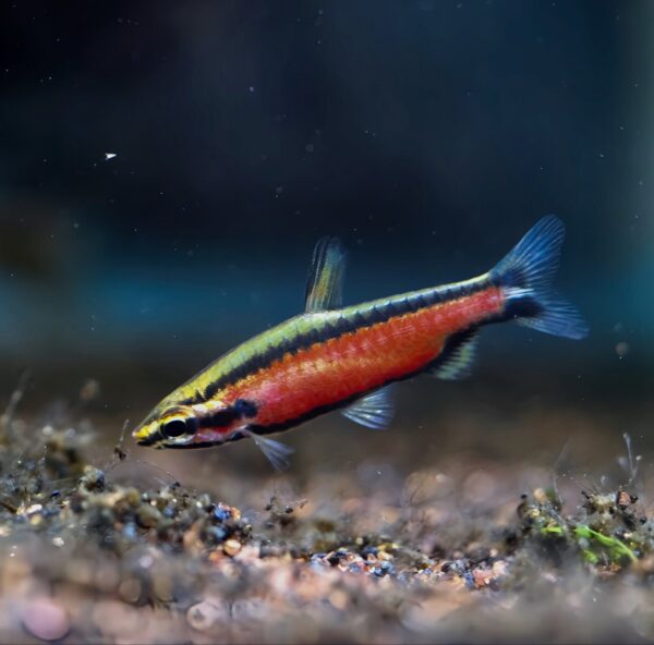nannostomus red pencil - Image 4