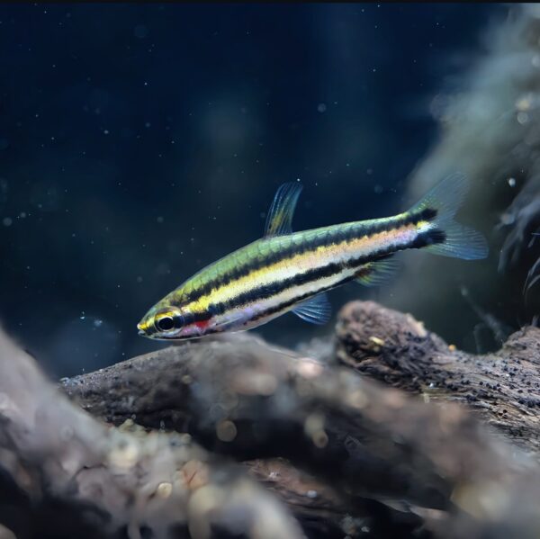 nannostomus red pencil - Image 2