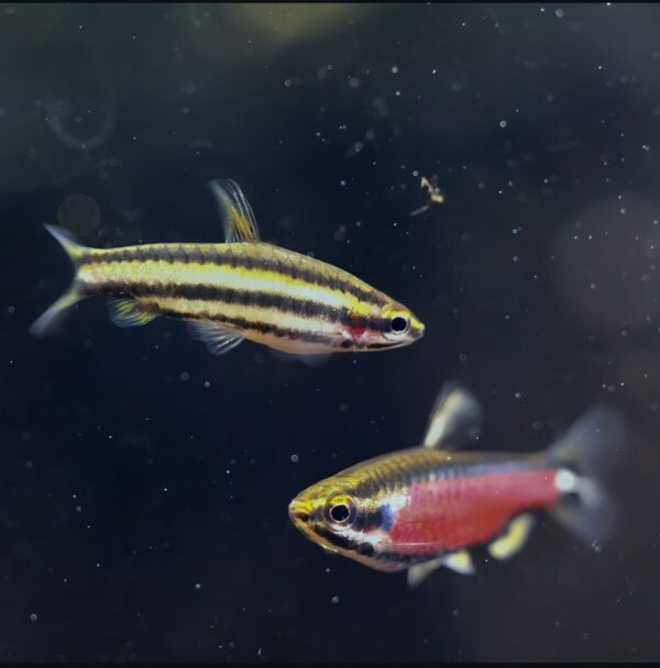 nannostomus red pencil