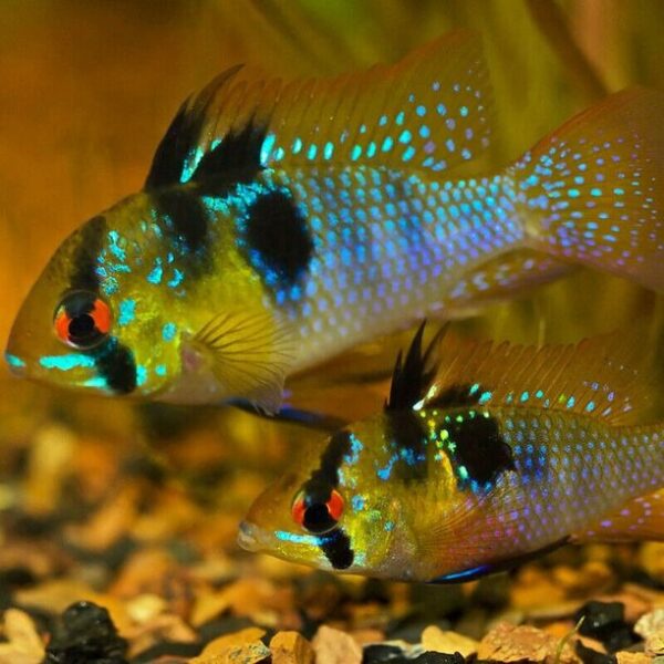 German Blue Ramirezi - Each