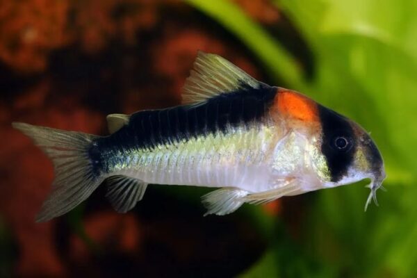 Adolfoi Corydoras -  Each - Image 2