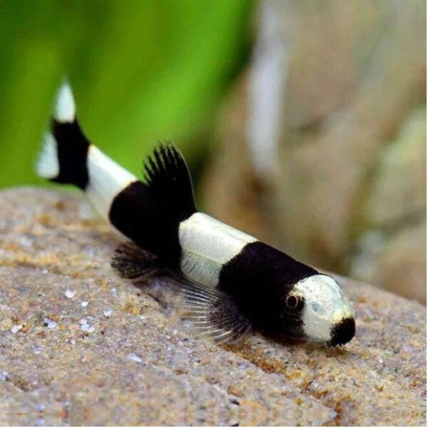 Panda loach