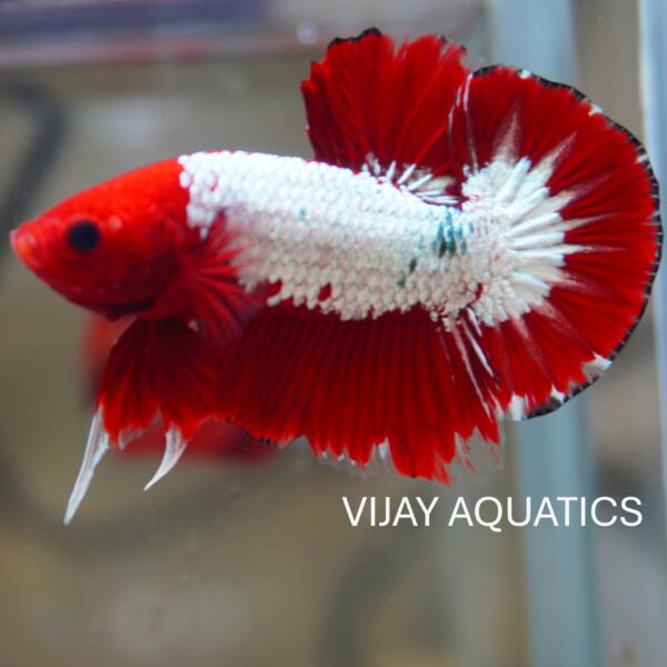 RED FCCP Betta Imported - Male - Image 2