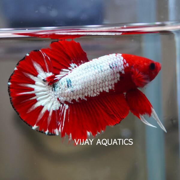 RED FCCP Betta Imported - Male - Image 3