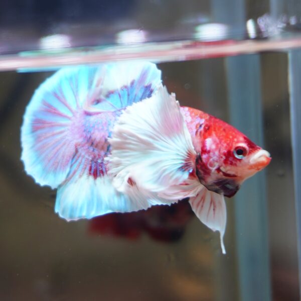Candy Dumbo HMPK Male