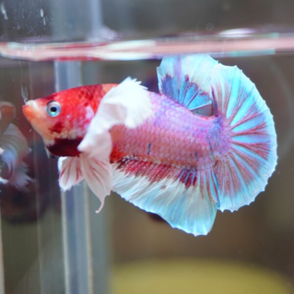 Candy Dumbo HMPK Male - Image 3