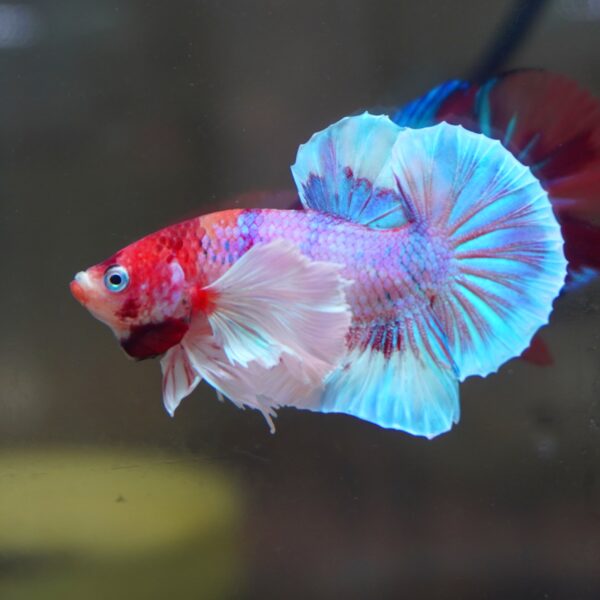 Candy Dumbo HMPK Male - Image 2