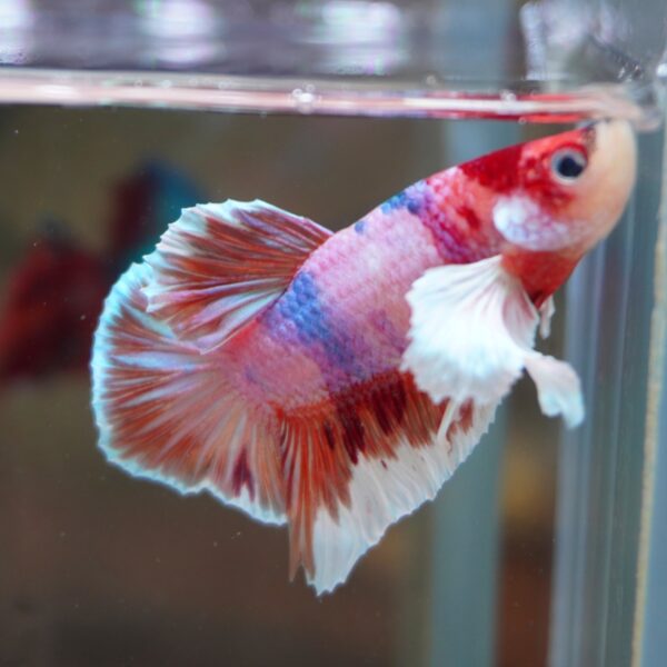 Candy Dumbo HMPK Male