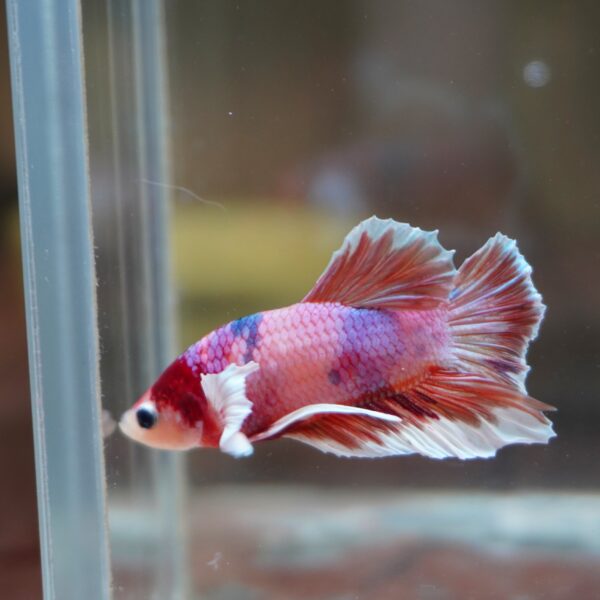 Candy Dumbo HMPK Male - Image 3