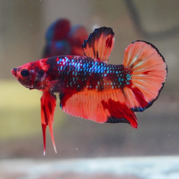 Multi Galaxy HMPK Male
