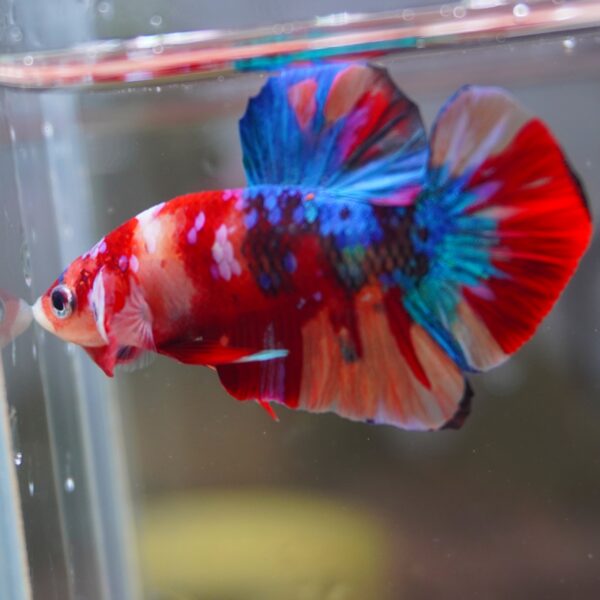 Multi Galaxy HMPK Male Imported
