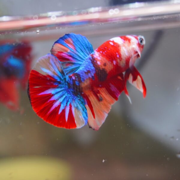 Multi Galaxy HMPK Male Imported - Image 2
