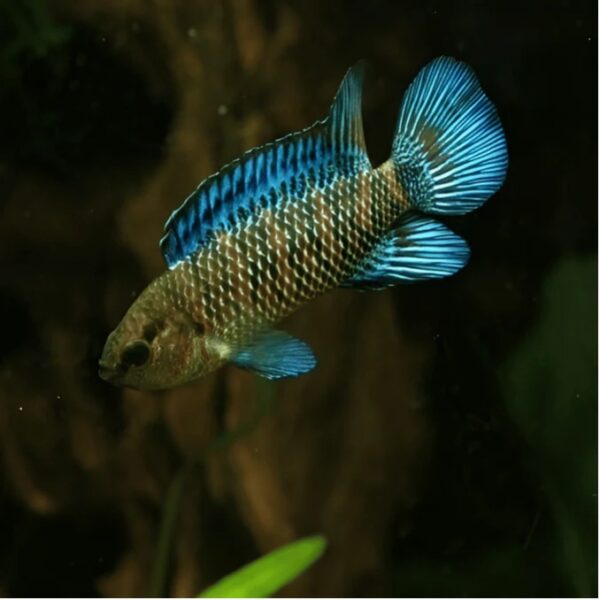 Blue Badis Chameleon - Single (3cm) - Image 2
