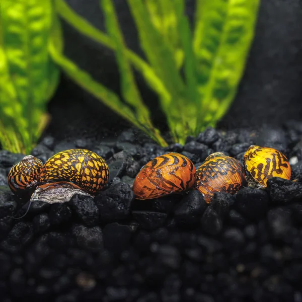Red Batik Snail
