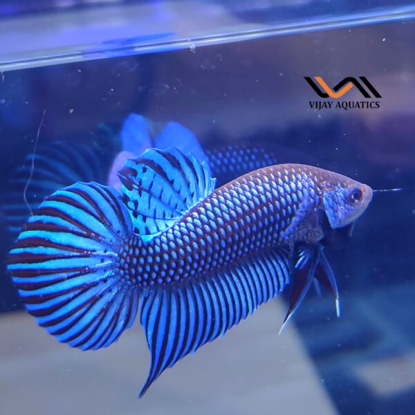 Wild Mahachai Blue male only