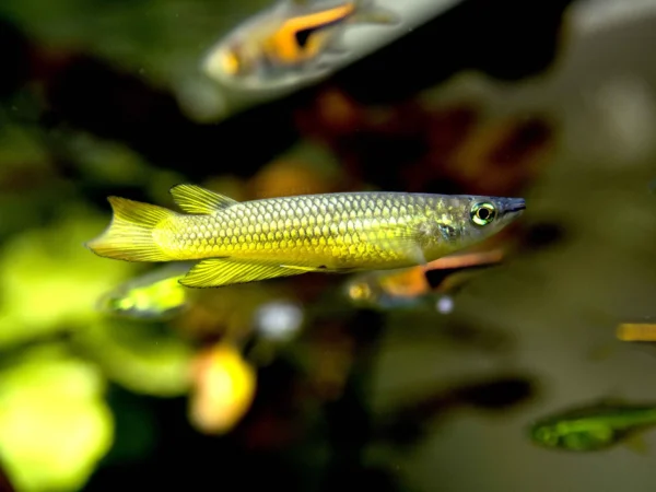 Neon Yellow Panchax pair - Image 2