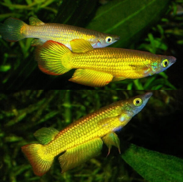VIJAY AQUATICS-Neon Yellow Panchax