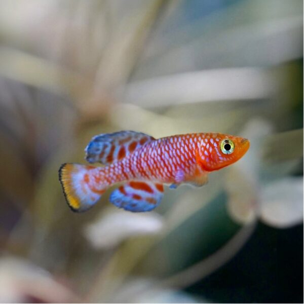 Rachovii Killifish - Image 2