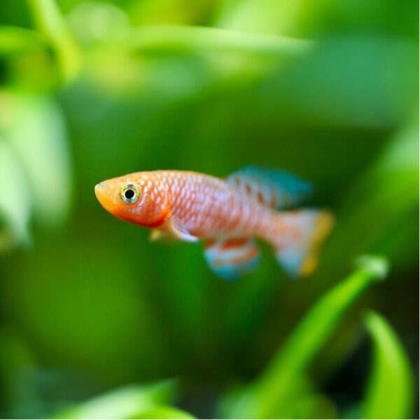 Rachovii Killifish - Image 3