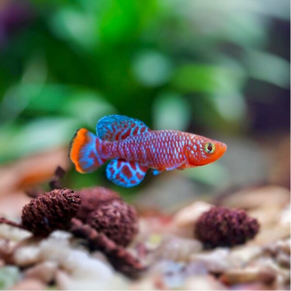Rachovii Killifish