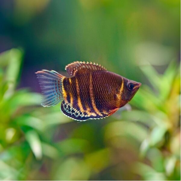 Chocolate gourami