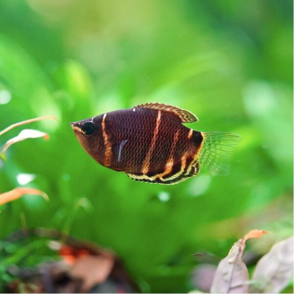 Chocolate gourami - Image 3