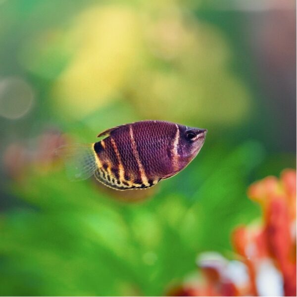 Chocolate gourami - Image 2